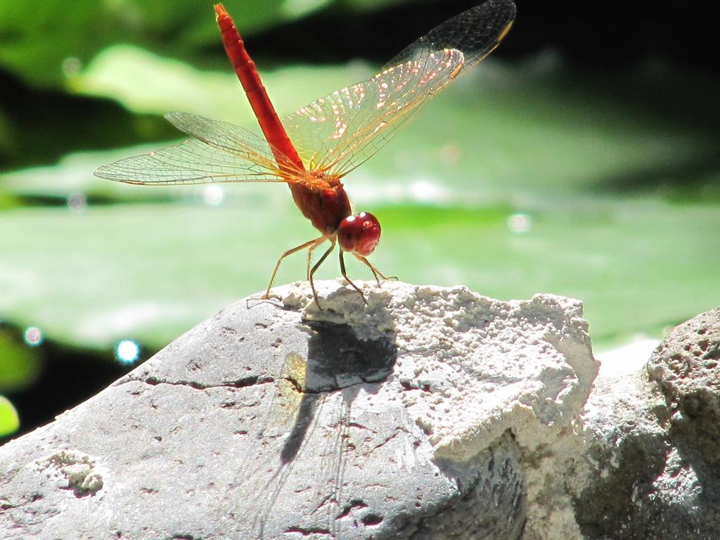Raintree Lodge Port Moresby Buitenkant foto